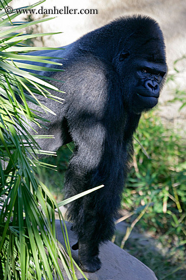 gorilla-1.jpg