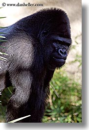 animals, black, california, colors, gorilla, primates, santa barbara, vertical, west coast, western usa, zoo, photograph