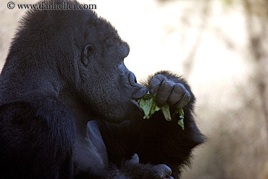 gorilla-eating-leaves.jpg