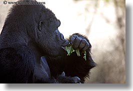 animals, black, california, colors, eating, gorilla, horizontal, leaves, primates, santa barbara, west coast, western usa, zoo, photograph