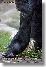 animals, black, california, carrots, colors, gorilla, picking, primates, santa barbara, vertical, west coast, western usa, zoo, photograph