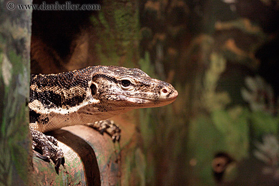 granite-spiny-lizard.jpg