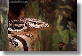 animals, california, granite, horizontal, lizard, reptiles, santa barbara, spiny, west coast, western usa, zoo, photograph