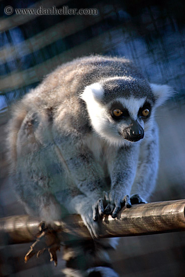 lemur-1.jpg