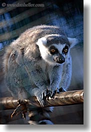 california, lemurs, santa barbara, vertical, west coast, western usa, zoo, photograph