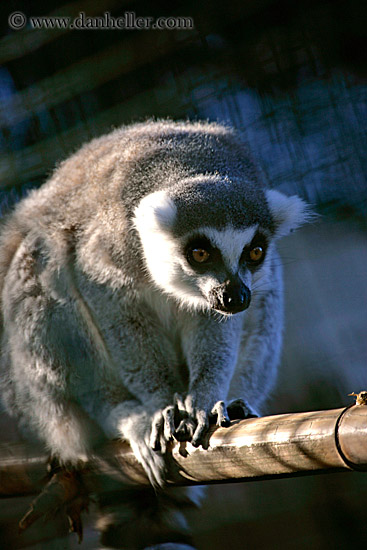 lemur-2.jpg