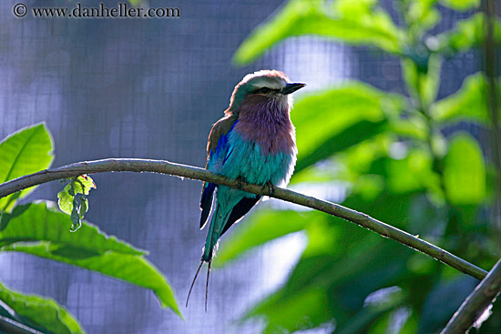 lilac-breasted-roller.jpg