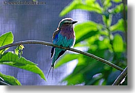 breasted, california, horizontal, lilac, roller, santa barbara, west coast, western usa, zoo, photograph