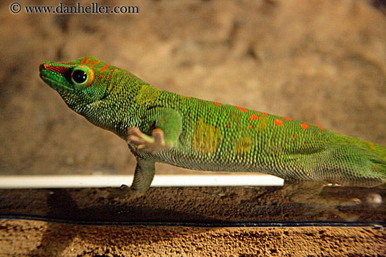 madagascar-giant-day-gecko.jpg