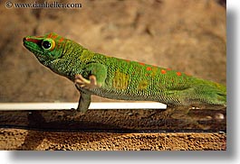 animals, california, days, gecko, giants, horizontal, madagascar, reptiles, santa barbara, west coast, western usa, zoo, photograph