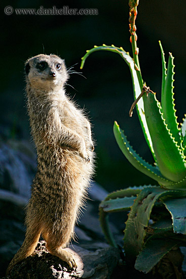 meerkat-1.jpg