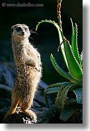 california, meerkat, santa barbara, vertical, west coast, western usa, zoo, photograph