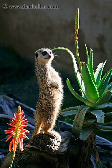 meerkat-3.jpg