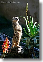 california, meerkat, santa barbara, vertical, west coast, western usa, zoo, photograph