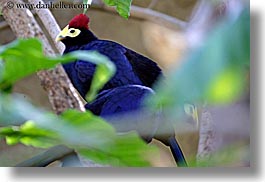 birds, california, crowns, horizontal, purple, red, santa barbara, west coast, western usa, zoo, photograph