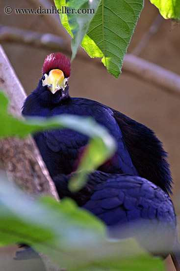 purple-bird-w-red-crown-2.jpg