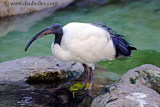sacred-ibis.jpg