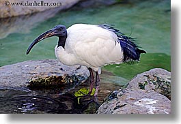 animals, babies, bald, birds, boys, california, childrens, colors, horizontal, ibis, people, sacred, santa barbara, west coast, western usa, white, zoo, photograph