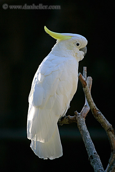 white-cockatoo-1.jpg