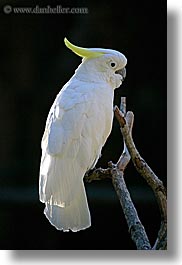 animals, birds, california, cockatoo, colors, parrots, santa barbara, vertical, west coast, western usa, white, zoo, photograph