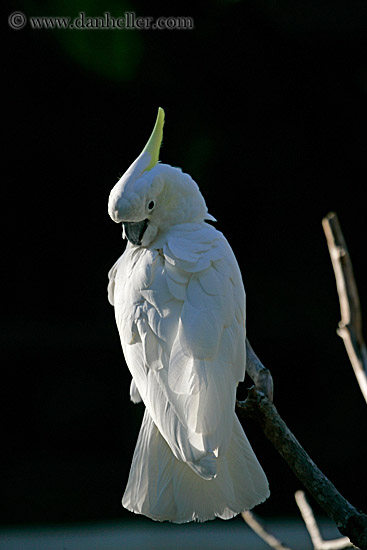 white-cockatoo-2.jpg