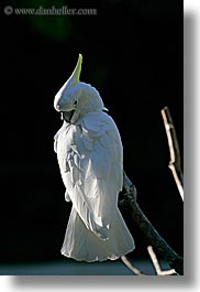 animals, birds, california, cockatoo, colors, parrots, santa barbara, vertical, west coast, western usa, white, zoo, photograph