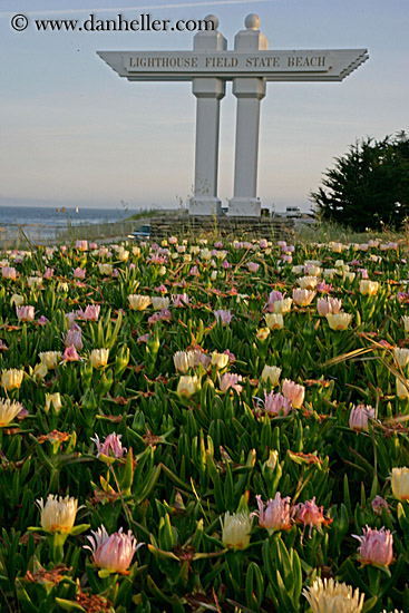 lighthouse-field-state-beach-sign-n-ice_plants-2.jpg