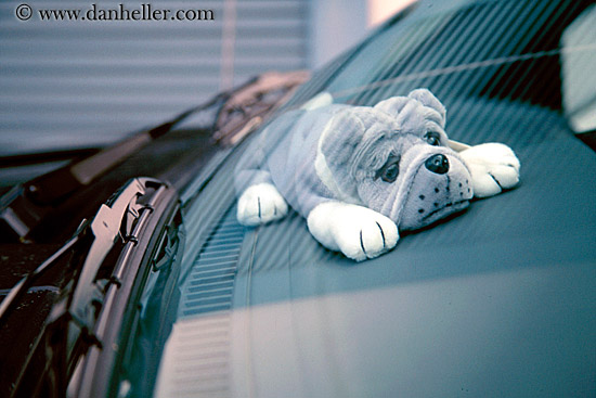 puppy-windshield.jpg