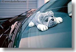 images/California/SantaCruz/Misc/puppy-windshield.jpg