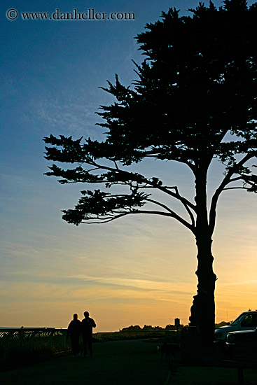 tree-silhouettes-3.jpg