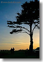 images/California/SantaCruz/Misc/tree-silhouettes-3.jpg