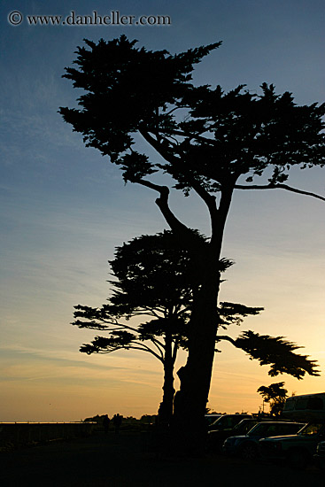 tree-silhouettes-4.jpg
