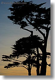 images/California/SantaCruz/Misc/tree-silhouettes-5.jpg