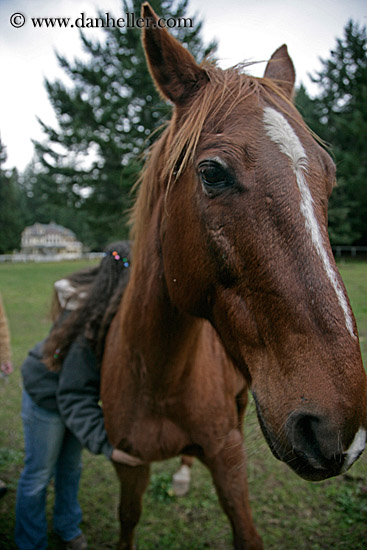 allie-n-horse-5.jpg