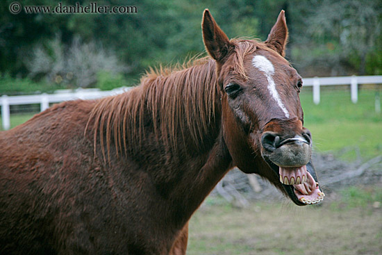 horse-laugh-1.jpg