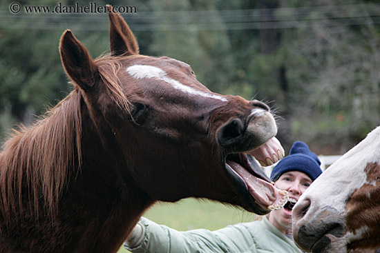 horse-laugh-2.jpg