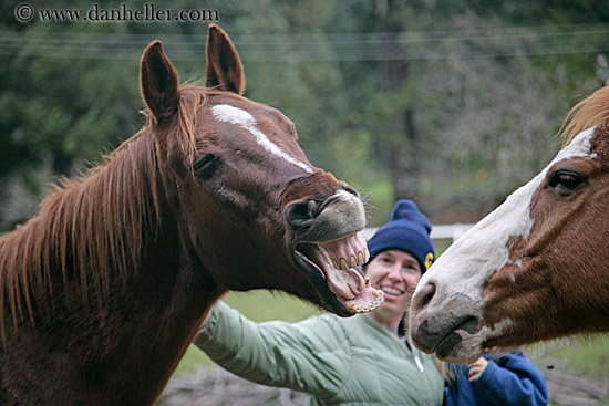 horse-laugh-3.jpg