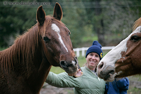 horse-laugh-4.jpg