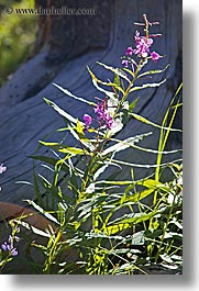 california, devils postpile, flowers, purple, sierras, vertical, west coast, western usa, photograph