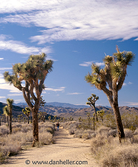 joshua-tree-park.jpg