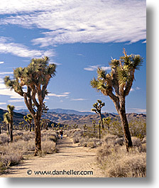 california, joshua, park, sierras, trees, vertical, west coast, western usa, photograph