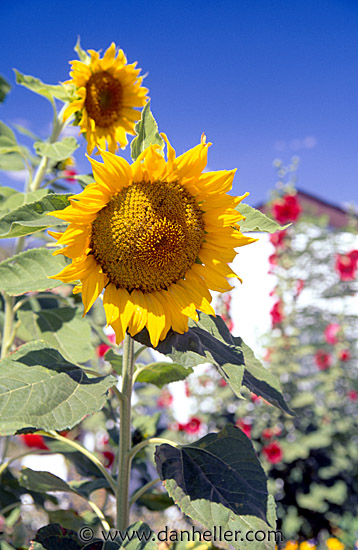 sunflowers.jpg