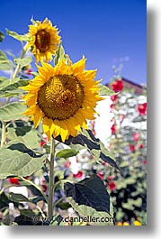 california, sierras, sunflowers, vertical, west coast, western usa, photograph