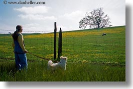 animals, california, dogs, horizontal, jills, sammy, sonoma, west coast, western usa, photograph