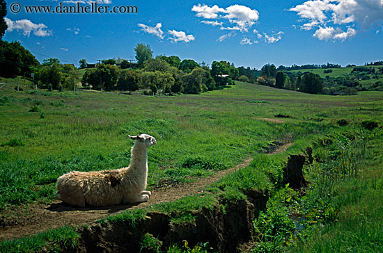 llama-on-grass.jpg