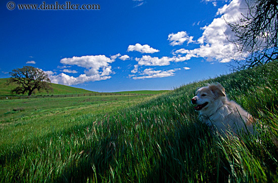 sammy-in-shade.jpg