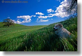 animals, california, horizontal, sammy, shades, sonoma, west coast, western usa, photograph