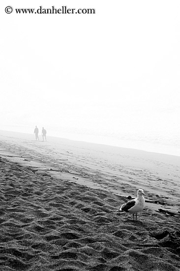 beach-pigeon.jpg
