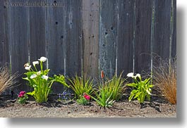 bodega bay, california, fences, flowers, horizontal, sonoma, west coast, western usa, photograph