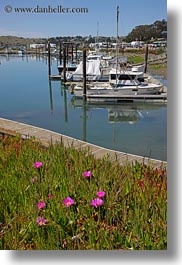 images/California/Sonoma/BodegaBay/Flowers/ice_plants-n-harbor-2.jpg